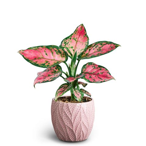 Aglaonema commutatum 'Leaf Rosa Pinky Promise'