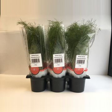 Foeniculum vulgare 'Giant Bronze'