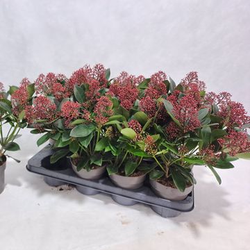 Skimmia japonica 'Rubella'