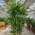 Dracaena fragrans RIKI