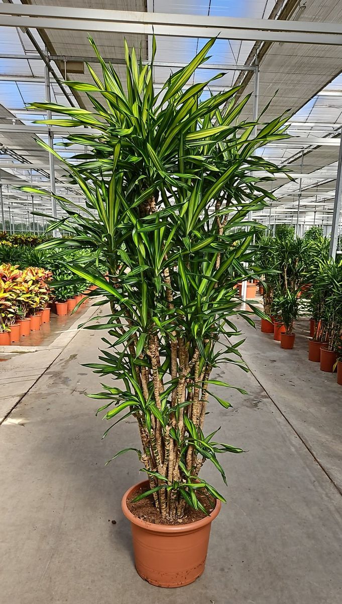 dracena janet lind Dracaena Janet Lind  Air-Purifying Floor Plant (120cm)  grow urban