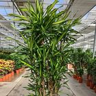 Dracaena fragrans RIKI