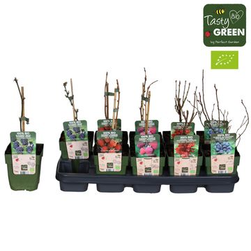 Plantes fruitières MIX