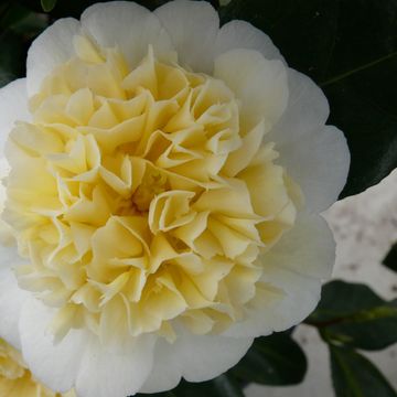 Camellia x williamsii 'Jury's Yellow'