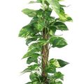 Epipremnum pinnatum
