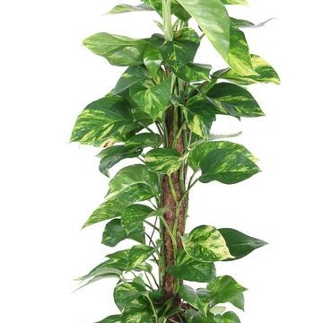 Epipremnum pinnatum