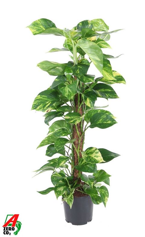 Epipremnum pinnatum