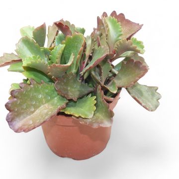 Kalanchoe rubinea
