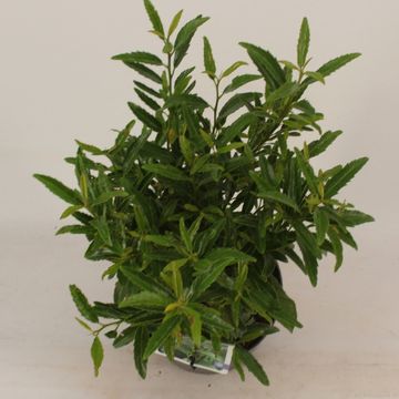 Prunus laurocerasus SOFIA