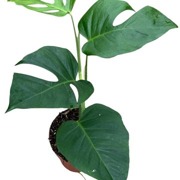 Monstera deliciosa 'Sierrana'
