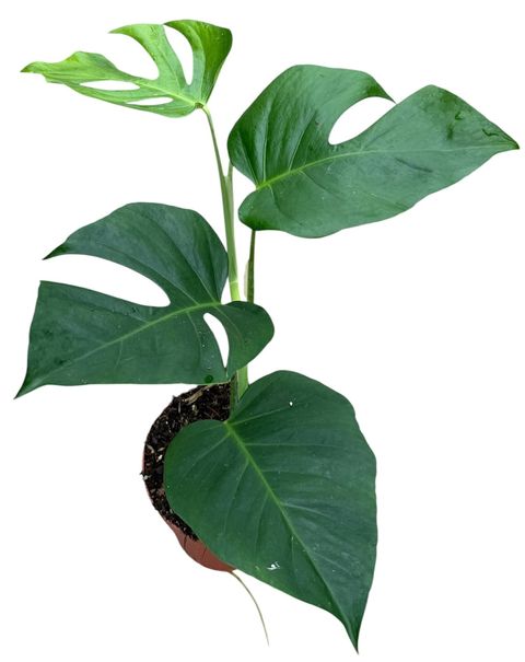 Monstera deliciosa 'Sierrana'