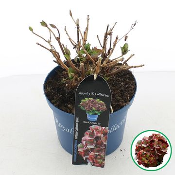 Hydrangea macrophylla ROYALTY COLLECTION BLACK KNIGHT