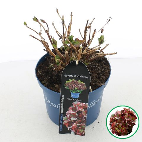 Hydrangea macrophylla ROYALTY COLLECTION BLACK KNIGHT