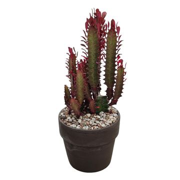 Euphorbia trigona 'Rubra'