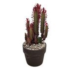 Euphorbia trigona 'Rubra'