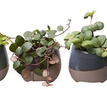 Peperomia MIX