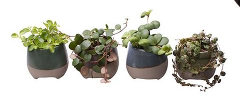 Peperomia MIX