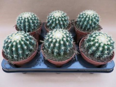 Echinocactus grusonii brevispinus