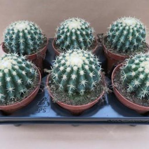 Echinocactus grusonii brevispinus