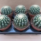 Echinocactus grusonii brevispinus