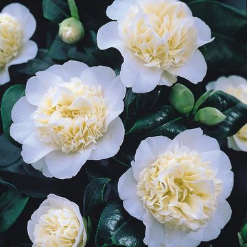 Camellia japonica 'Brushfield's Yellow'
