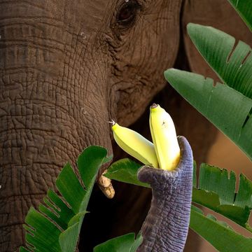 Ensete ventricosum 'Maurelii'