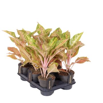 Aglaonema 'Pomegranate Tea'