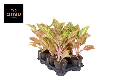 Aglaonema 'Pomegranate Tea'