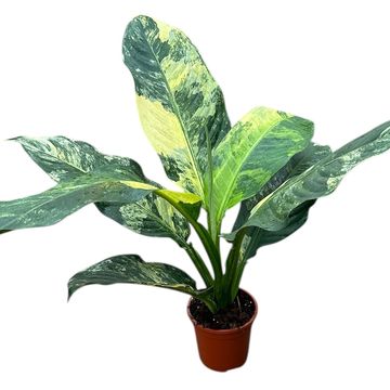 Dieffenbachia 'Big Ben'
