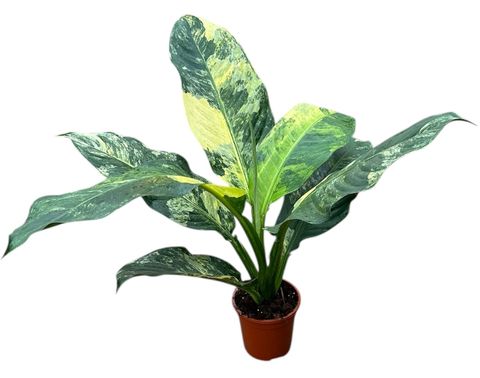 Dieffenbachia 'Big Ben'