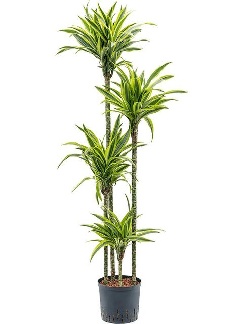 Dracaena fragrans 'Лемон Лайм'