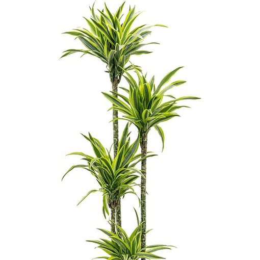 Dracaena fragrans 'Lemon Lime'