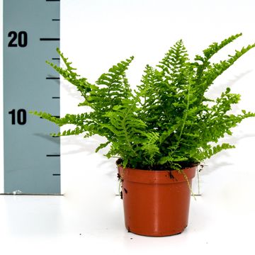 Nephrolepis exaltata 'Vitale'