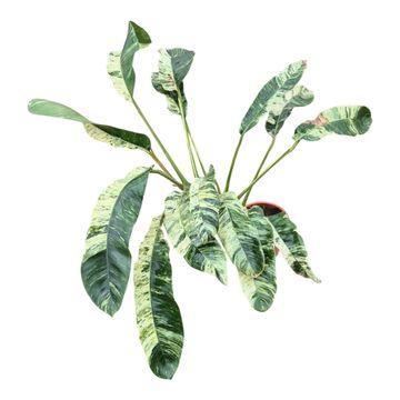Epipremnum giganteum 'Variegata'