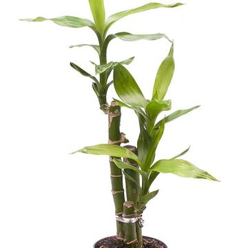 Dracaena sanderiana 'Лаки Бамбук'