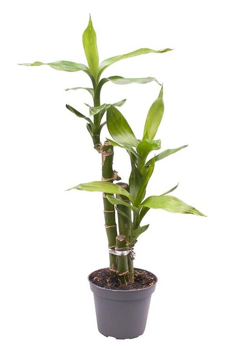 Dracaena sanderiana 'Lucky Bamboo'