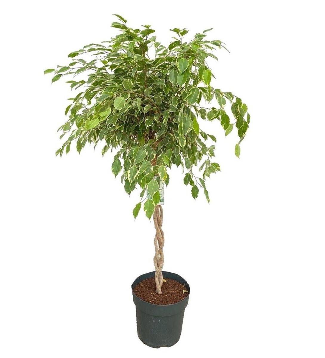 Ficus benjamina 'Golden King' — Plant Wholesale FlorAccess