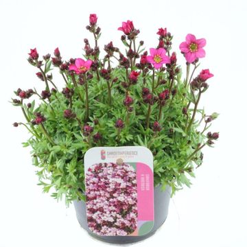 Saxifraga MARTO ROSE