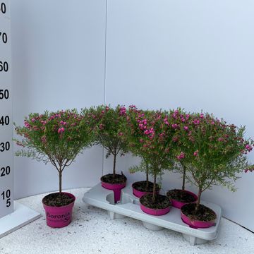 Boronia heterophylla 'Lipstick'