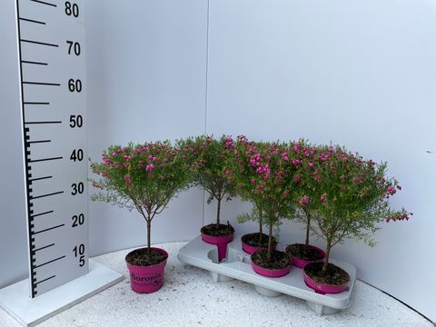 Boronia heterophylla 'Lipstick'