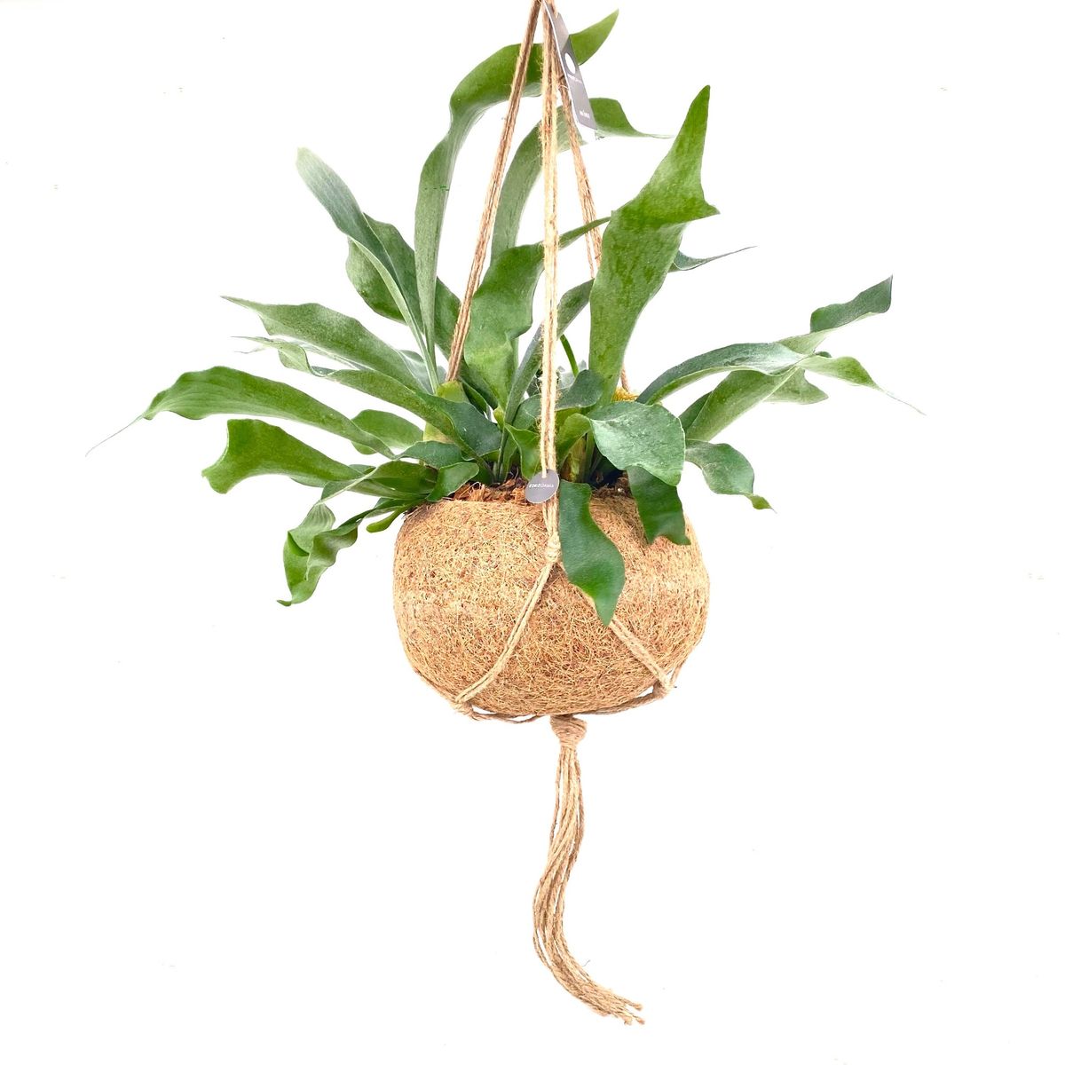 Platycerium bifurcatum — Рослини оптом FlorAccess