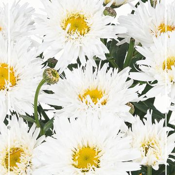 Leucanthemum SWEET DAISY REBECCA