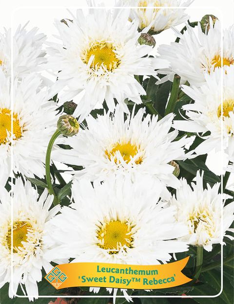 Leucanthemum SWEET DAISY REBECCA