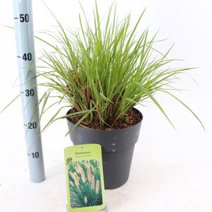 Pennisetum alopecuroides (About Plants Zundert BV)