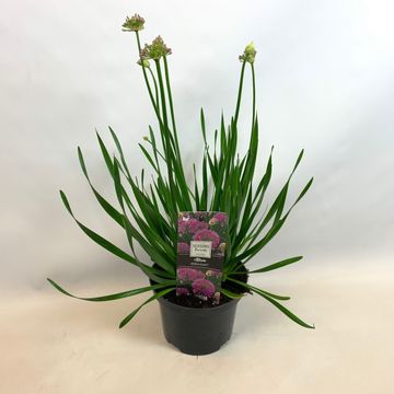 Allium 'Millenium'
