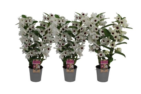 Dendrobium nobile CLASSIC SNOW LOVE