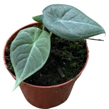 Alocasia 'Maharani'