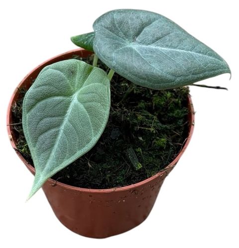 Alocasia 'Maharani'