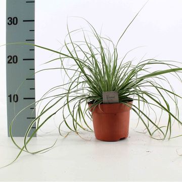Carex oshimensis ЭВЕРЕСТ