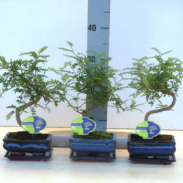 Zanthoxylum piperitum